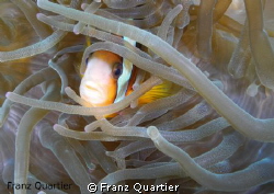 Clownfish hiding in an anemone
Nikon P7000 with 2 Ys-01 by Franz Quartier 